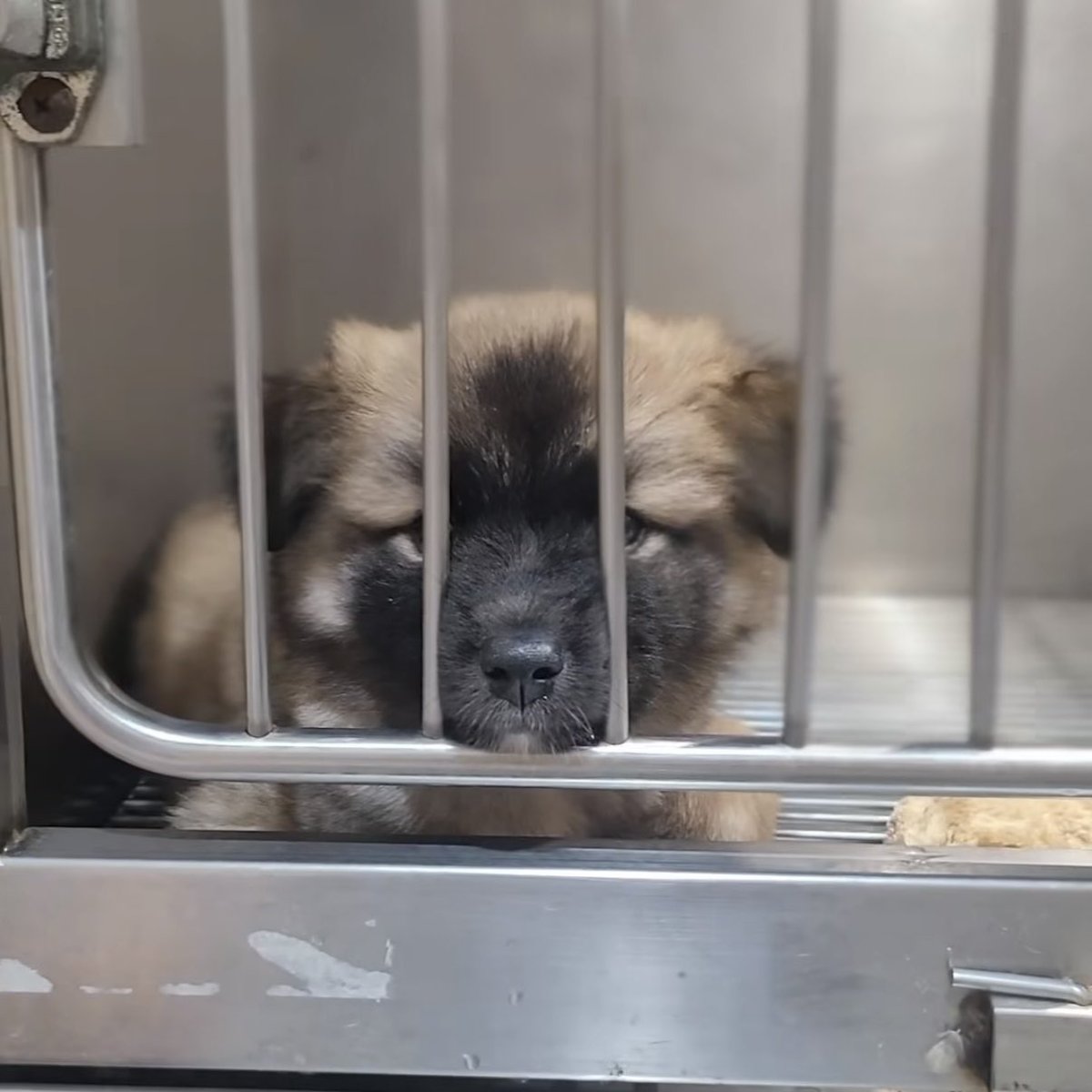 번식장 구조 전 보호소에 입소한 아이들이에요. 믹스견에게도 많은 관심 부탁드립니다. 번식장 품종견의 입홍이 시작되면 믹스견은 또 외면받게 되고, 퍼피 기간이 지나면 입양이 더욱더 힘들어요.. 아래 인스타에서 더 많은 정보 확인이 가능합니다
instagram.com/helpshelter?ig…