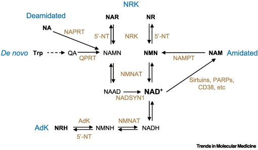 TrendsMolecMed's tweet image. ONLINE NOW: Host–microbe interactions in NAD+ metabolism dlvr.it/TM6Kcq