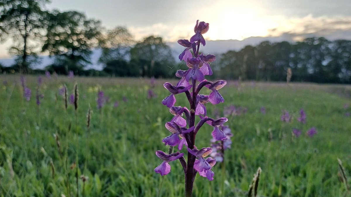 Community Impact Bucks (@communitybucks) on Twitter photo π’ Have your say on local greenspaces in #Bucks & Oxon.
The Reconnecting Bernwood, Otmoor and the Ray project needs your views. Help shape future access and conservation efforts by completing this short survey:
π buff.ly/Iklf5gl
π¬ Questions? Email: rbor@bbowt.org.uk π’ Have your say on local greenspaces in #Bucks & Oxon.
The Reconnecting Bernwood, Otmoor and the Ray project needs your views. Help shape future access and conservation efforts by completing this short survey:
π buff.ly/Iklf5gl
π¬ Questions? Email: rbor@bbowt.org.uk