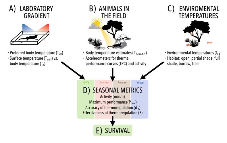 Journal of Animal Ecology (@animalecology) on Twitter photo 🚨 New Research: Thermal performance curves, activity and survival in a free-ranging ectotherm
This paper offers new insights into behavioural trade-offs and fitness under natural conditions. 🦎
<a href="/thekriswild/">Kristoffer</a>
Read the full paper here: buff.ly/6HSk5iI 🚨 New Research: Thermal performance curves, activity and survival in a free-ranging ectotherm
This paper offers new insights into behavioural trade-offs and fitness under natural conditions. 🦎
<a href="/thekriswild/">Kristoffer</a>
Read the full paper here: buff.ly/6HSk5iI