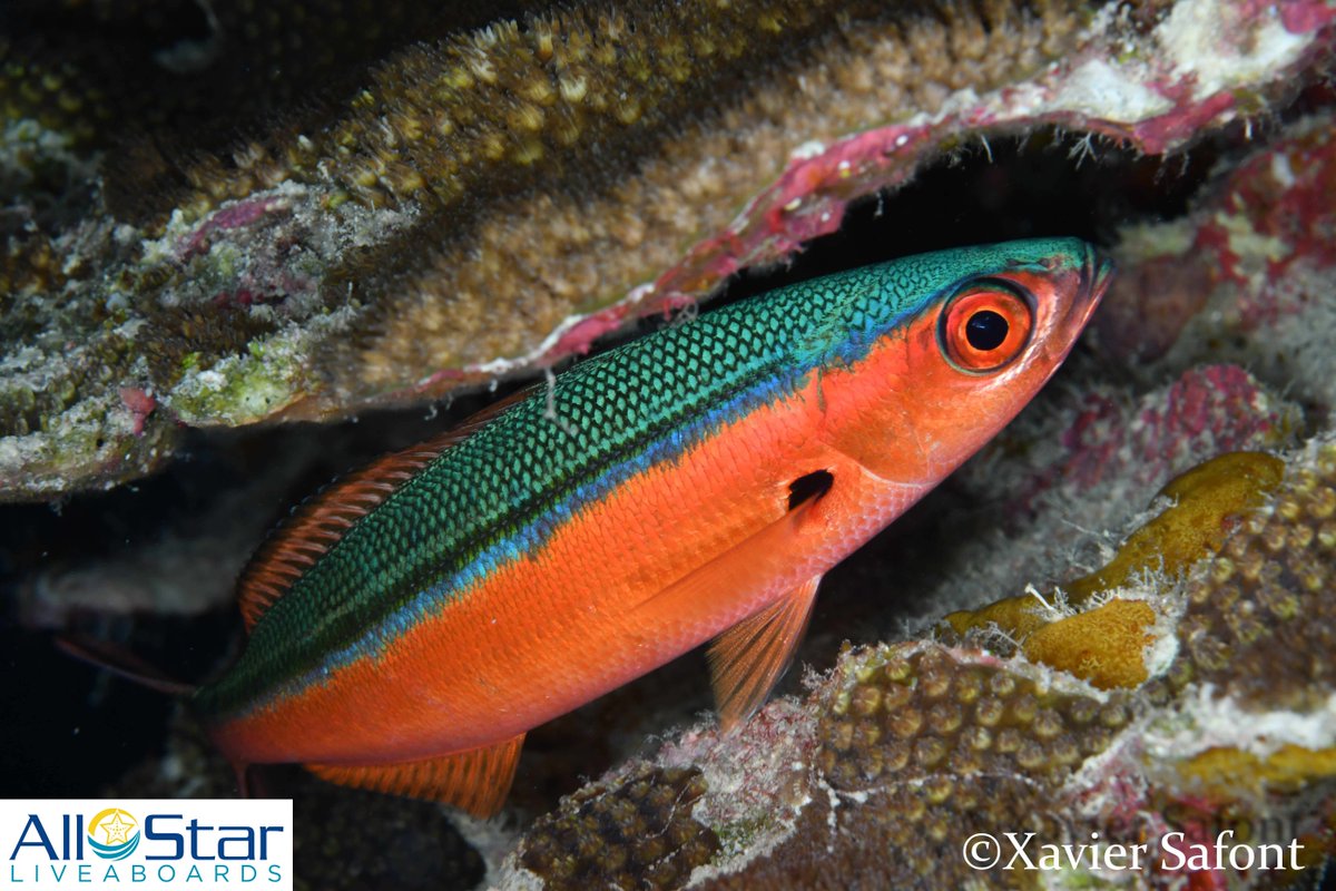 Creature Feature Friday!!! 🧡💚🧡Darkbanded Fusilier

With a dark greenish-blue top half and a bright reddish-orange bottom half, these fish stand out in a crowd. Unless, of course, it's a crowd of darkbanded fusilier.
📸Xavier Safont

#creaturefeaturefriday #allstarliveaboards