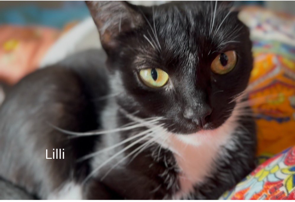 Am wichtigsten bei den adulten Schützlingen suchen wir einen Platz für Gert und Lilli.

Gert braucht ein Zuhause, an denen er gar nichts „muss“, nur darf.

Der 4jährige ist zurückhaltend mit uns Menschen, verkriecht sich viel und mag wenig Interaktion derzeit.
Gert wäre ein