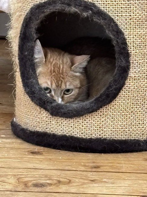 TinkerBell_just's tweet photo. Am wichtigsten bei den adulten Schützlingen suchen wir einen Platz für Gert und Lilli.

Gert braucht ein Zuhause, an denen er gar nichts „muss“, nur darf.

Der 4jährige ist zurückhaltend mit uns Menschen, verkriecht sich viel und mag wenig Interaktion derzeit.
Gert wäre ein toller Kerl für eine ruhige Wohnung ohne viel Gewusel, wo er sein Essen bekommt und weitestgehend selbst entscheiden kann, ob er sich doch mal überlegt, die Angel als Spielzeug zu nutzen.
Freigang kennt er nicht, zu Artgenossen hat er bisher keine Bildung aufgebaut und ist auch durch andere gezeigten Verhaltensweisen ein Einzelgänger.

Lilli, Mama von Wumbra, etwa 3-4 Jahre alt, ist eine ganz zierliche Katzendame.
Sie ist zunächst zurückhaltend, genießt aber die Aufmerksamkeit der Menschen, spielt und kuschelt gerne im Bett und schnurrt ausgiebig.
Aber auch ihr Zuhause für immer sollte nicht zu aufregend sein. Eine Großfamilie mit vielen kleinen Kindern oder ein Haushalt mit vielen Katzen wäre wahrscheinlich nicht das richtige für sie.
Lilli kennt Freigang, wurde bisher als Einzelkatze gehalten.

Beide sind tolle Charaktere, natürlich kastriert.

Mehr unter https://t.co/TPFuEIU0Dd

#nordstadtkatzen 
Für die Chance

#AdoptDontShop
#ZuhauseGesucht
#Tierschutz