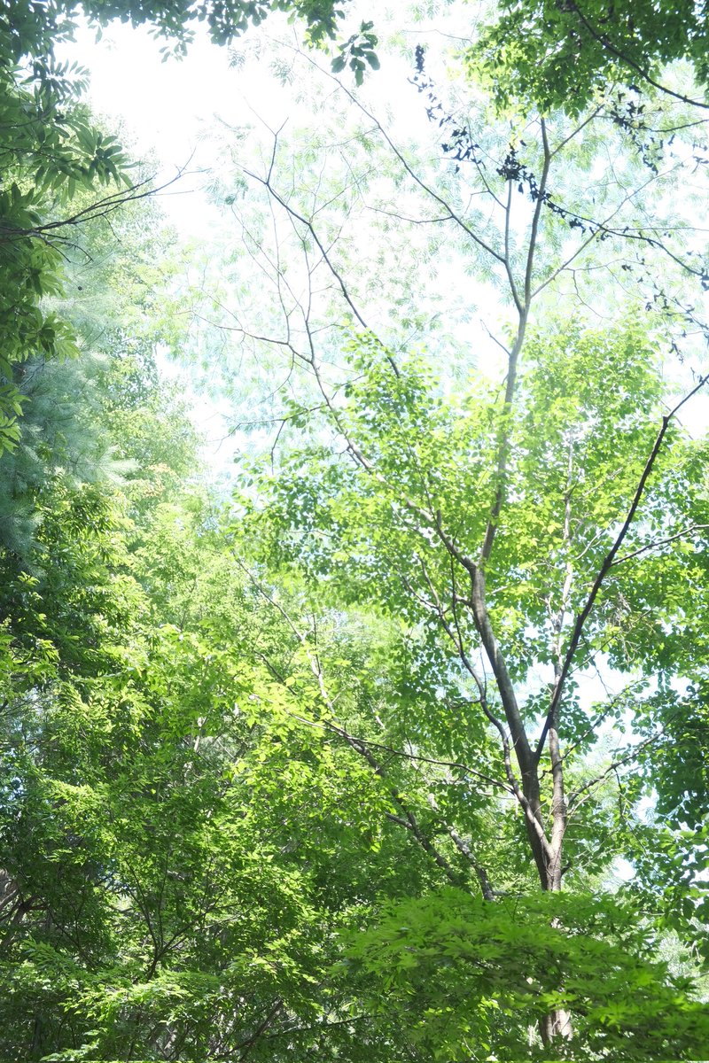 usudon_yama's tweet image. ｵﾔｽﾐﾅｻｲ ˎ₍•ʚ•₎ˏ⸝⋆