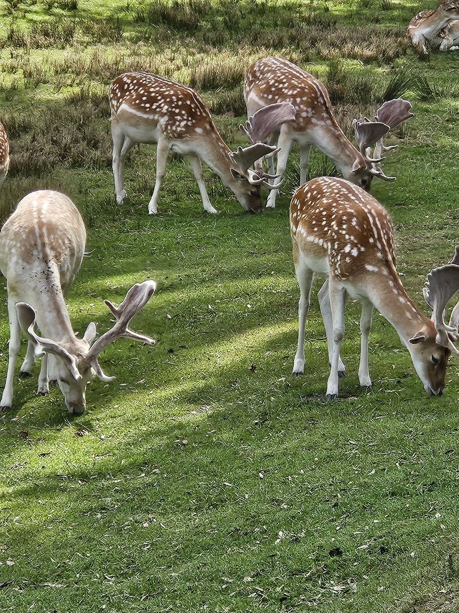Melodys_Gifts's tweet photo. Happy Friday π
#deer #bradgate #wildlife #photograghy #HappyFriday https://t.co/FP1txJK0Ko