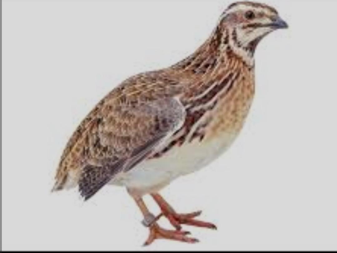 obeyshava1's tweet image. Chiredzi had an industrious farmer , Mutsvairo. His mistake was trying to domesticate a quail . At the slightest chance, it flew back into the bush. Some organizations fail because they invest in this bird which will never align with their values & principles. Siyanai nezvikwari.