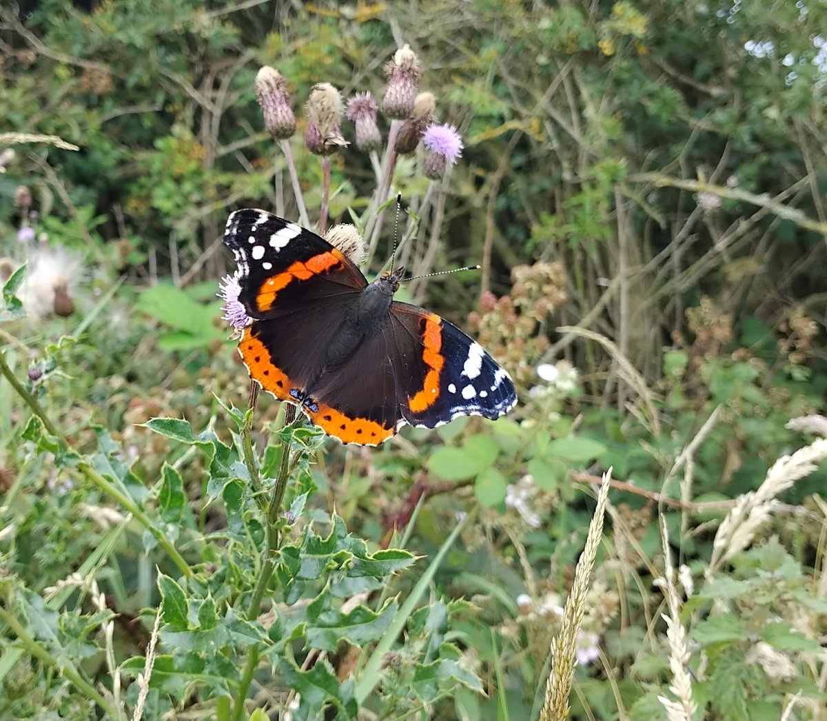 HardknottForest's tweet photo. 1/2. One of our favourite aspects of our work (after ticks and bad weather) is collaborating and sharing knowledge with other projects. This week we enjoyed a visit to the @RSPBEngland reserve at Campfield Marsh hosted by Dan, one of wardens there. https://t.co/YKrs2kc6x8