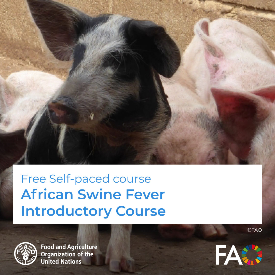 FAOCaribbean's tweet image. 🎓 FREE online course!
🐷 African Swine Fever Introductory Course
This is a highly contagious disease that affects domestic and wild pigs, with a mortality rate that can reach 100%. Learn how to address this disease.
Click to enroll! ➡️ow.ly/yYi650VAmQa
