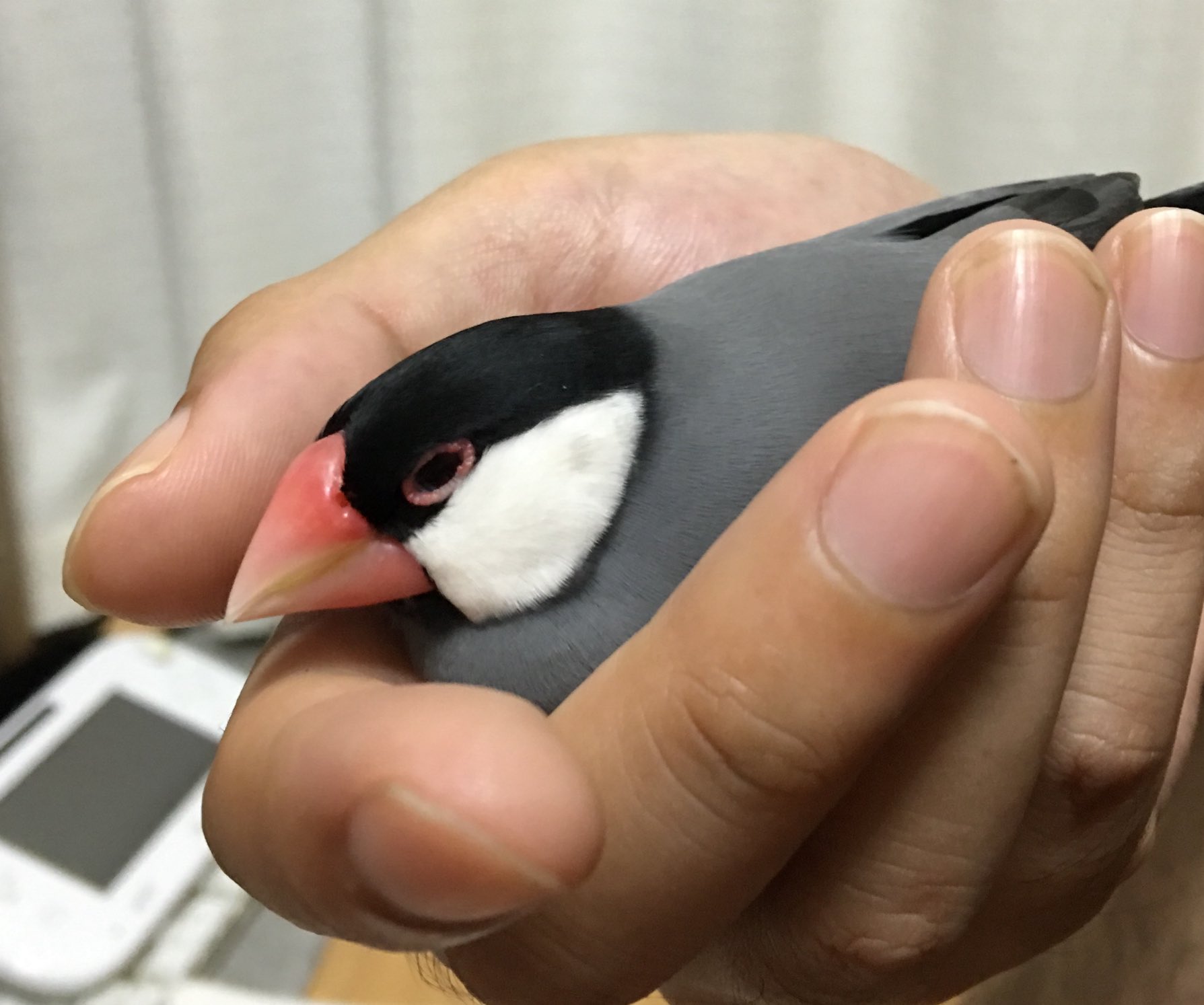 ちょし／ただの文鳥🏳️‍🌈 on X: 