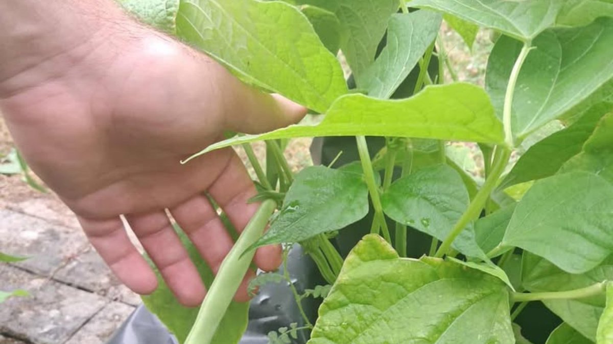A huge shout-out to our amazing Dale Ward team for sharing a glimpse into their vibrant and ever-growing Therapeutic Garden.

This blooming space is a daily destination for our patients who love coming to the gardens everyday to help maintain it. 🌸🥕🌻