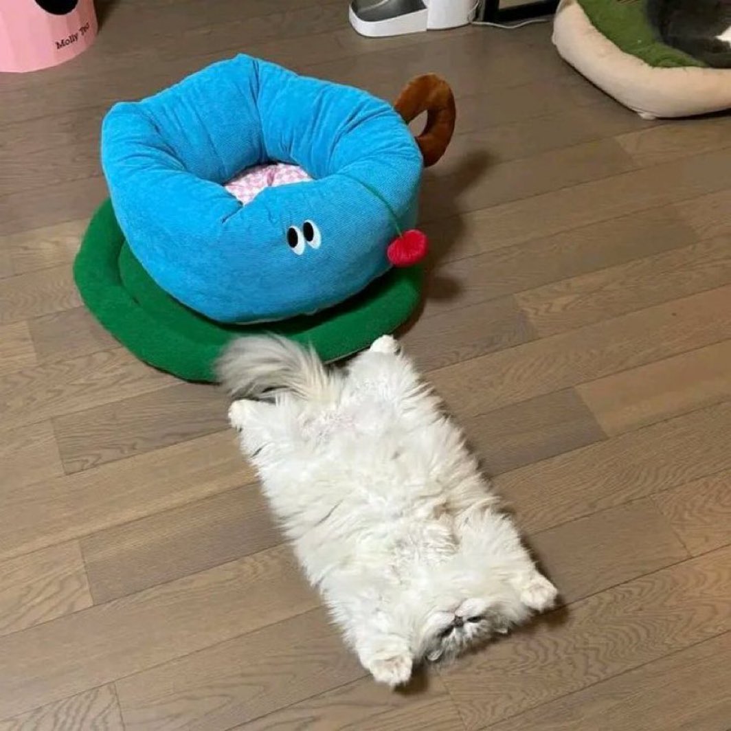 長方形すぎた猫見て