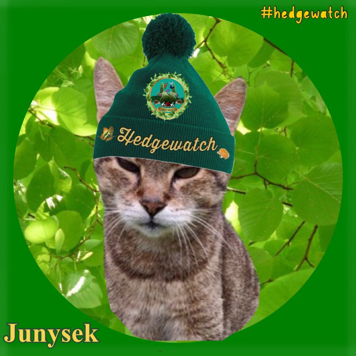 zinnia_elegans1's tweet image. we thank everyone for their words of comfort and support. Junysek lived a wonderful life full of pampering and adventure. He๐just before his 20th birthday,but it was his time. sorry,if we did not thank everyone personally. cat and #hedgewatch community is amazing๐ฉทZinny and Lily