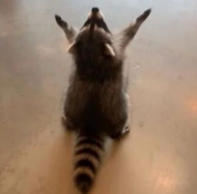 jshaw_six's tweet image. A solitary racoon takes a cookie from my hand
I’ve seen her before
She’s lame and easy to spot
Limping up my staircase
I know her struggle, and her determination to live
The two of us are alike
We sit and watch the sunrise
Loners, survivors, but #together
#vss365