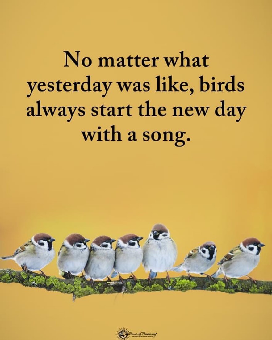No matter what yesterday was like, birds always start the new day with a song. 🎶🌞