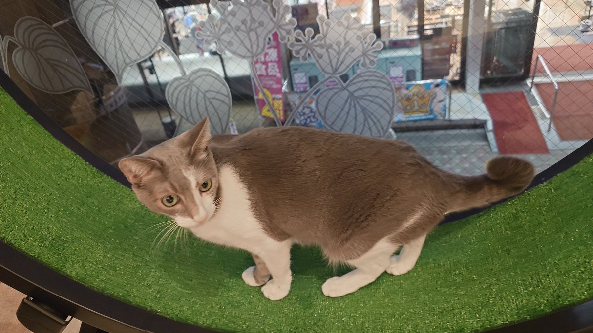 KgmLttcAFrrMgnt's tweet image. 猫カフェ行ったら、キャットホイールをちょっと回しては周りをチラッ、またちょっと回しては周りをチラッとしてるから、何かと思って近寄ったら、待ってましたと言わんばかりにめちゃくちゃ回し始めた。
まさか君、「回すから見てて〜。上手でしょ〜」したかったのかw
可愛すぎ(ΦωΦ)
