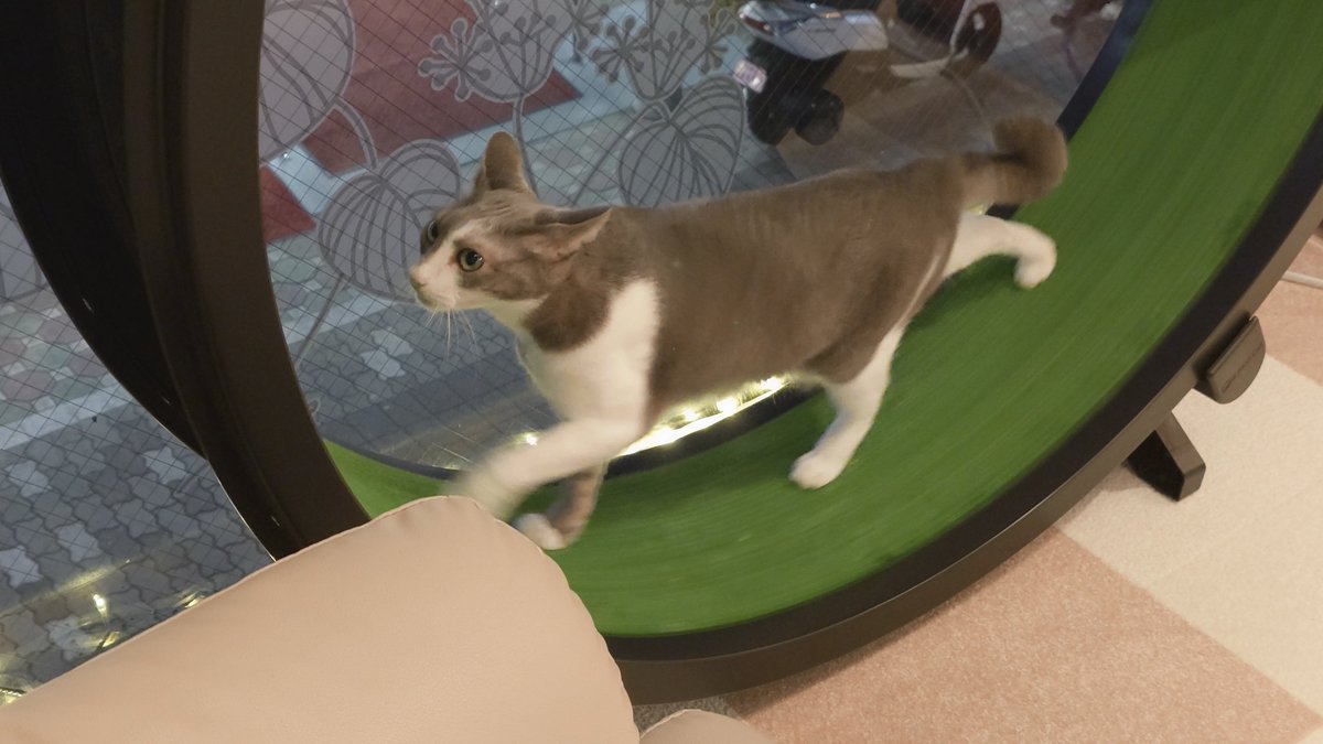KgmLttcAFrrMgnt's tweet image. 猫カフェ行ったら、キャットホイールをちょっと回しては周りをチラッ、またちょっと回しては周りをチラッとしてるから、何かと思って近寄ったら、待ってましたと言わんばかりにめちゃくちゃ回し始めた。
まさか君、「回すから見てて〜。上手でしょ〜」したかったのかw
可愛すぎ(ΦωΦ)