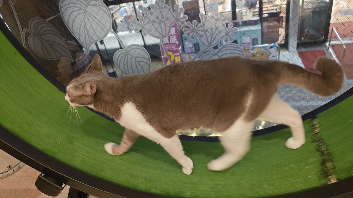 KgmLttcAFrrMgnt's tweet image. 猫カフェ行ったら、キャットホイールをちょっと回しては周りをチラッ、またちょっと回しては周りをチラッとしてるから、何かと思って近寄ったら、待ってましたと言わんばかりにめちゃくちゃ回し始めた。
まさか君、「回すから見てて〜。上手でしょ〜」したかったのかw
可愛すぎ(ΦωΦ)