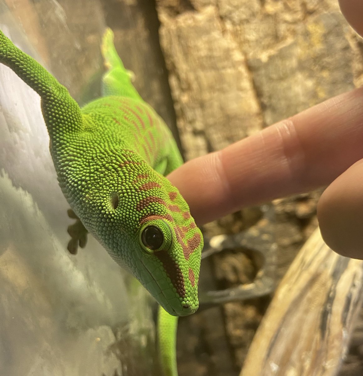 ashley_lizard's tweet image. 「「ぼくたちを気安くさわるのやめてもらってもいいですか」」

#グランディスヒルヤモリ