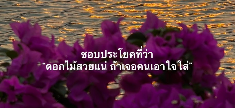 lostyouinmay's tweet image. รู้ใช่ไหมว่าไม่ได้หมายถึงดอกไม้,