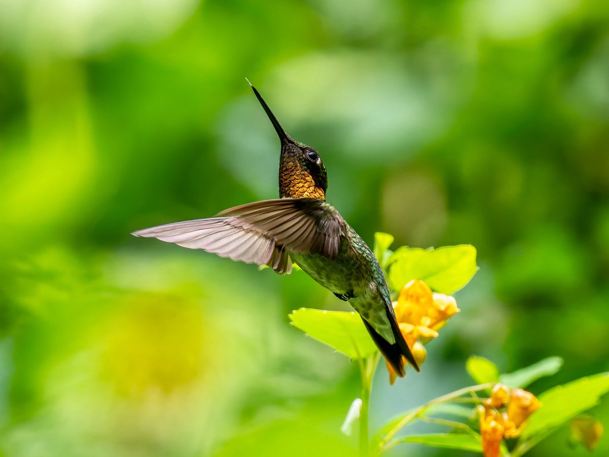 DiveArtist's tweet image. Finally got a decent look at the male Ruby-throated Hummingbird at the Seep this afternoon. The light and all the yellow Jewel Weed made his ruby throat appear more orange than ruby.
#birdcpp
#rubythroatedhummingbird