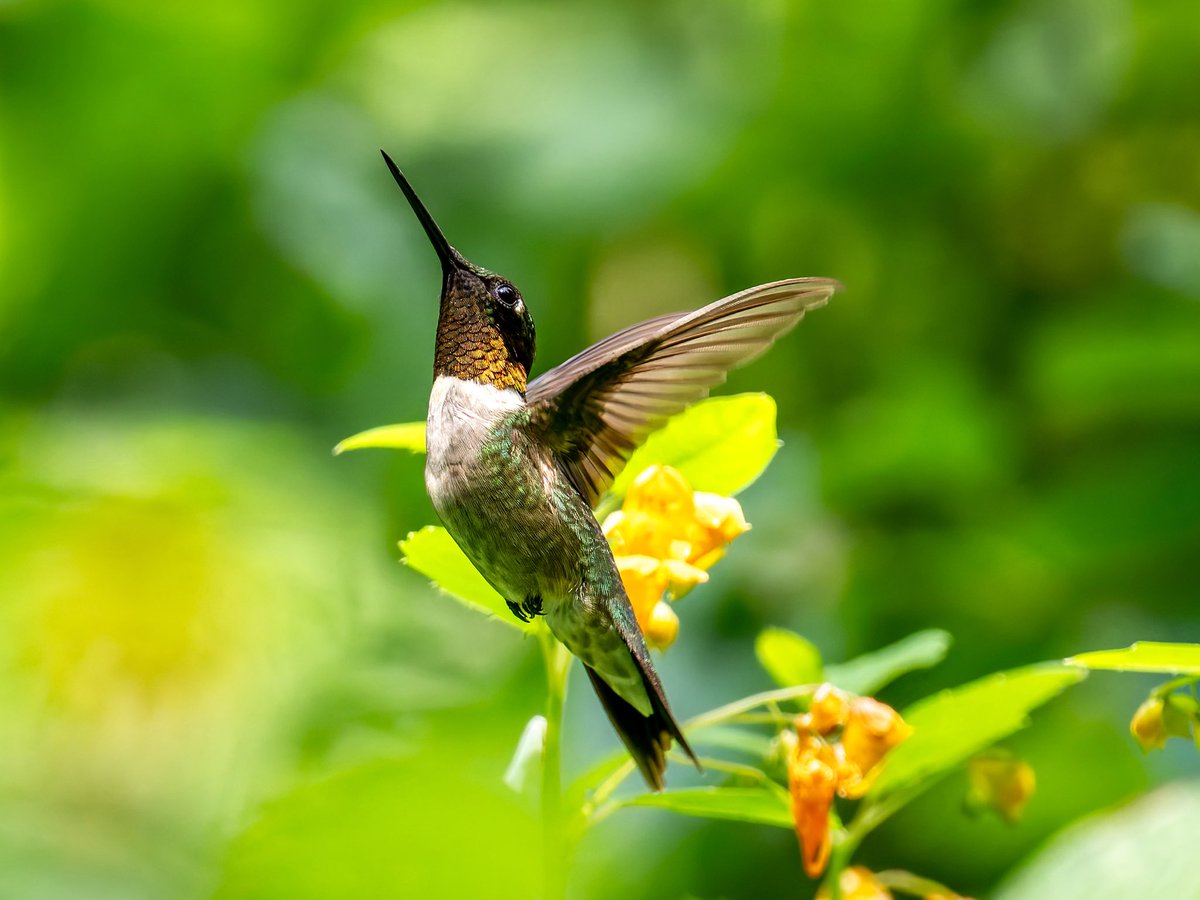 DiveArtist's tweet image. Finally got a decent look at the male Ruby-throated Hummingbird at the Seep this afternoon. The light and all the yellow Jewel Weed made his ruby throat appear more orange than ruby.
#birdcpp
#rubythroatedhummingbird
