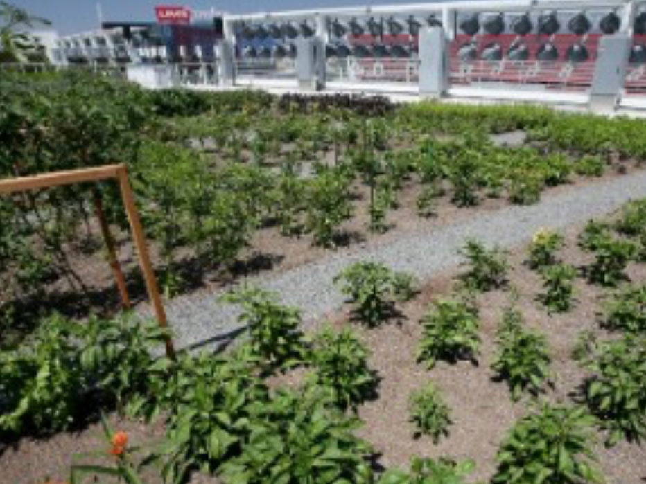 Kennylew28's tweet image. Fun fact: The @49ers Have A Farm on Top of The Stadium ? 🤔 #FTTB