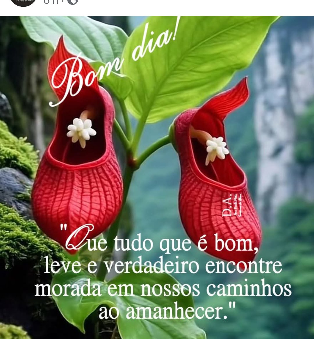 LeiteTica's tweet image. Bom dia meus amores e minhas Amoras que te dou todos tenham uma quinta-feira perfeita.