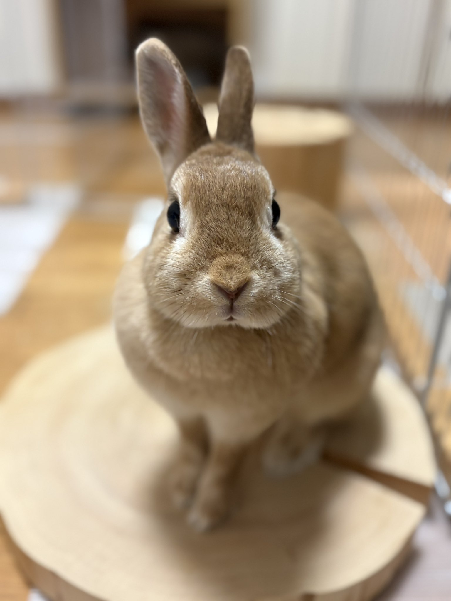 ごまちゃんさま ごま🐰(飼い主:あるじ) on X: 