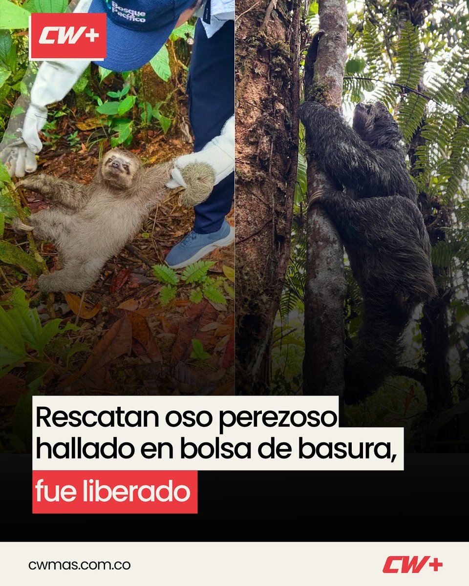 CWMasNoticias's tweet image. VALLE DEL CAUCA | Un perezoso fue rescatado con vida en Villa Estela, Buenaventura, luego de ser hallado dentro de una bolsa de basura. Gracias a la rápida reacción de la comunidad y la intervención de la CVC (@cvcambiental), el animal fue atendido y liberado en un entorno…