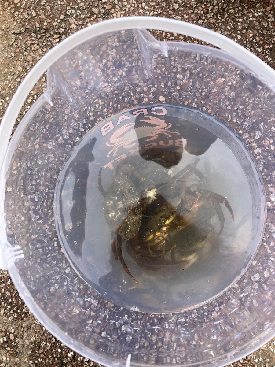 DrAimeeQuicks's tweet image. Have had a lovely time with our invading Norwegians (my little brother and family) emptying Whitby of crabs, meeting Vikings in York and just generally mucking about.