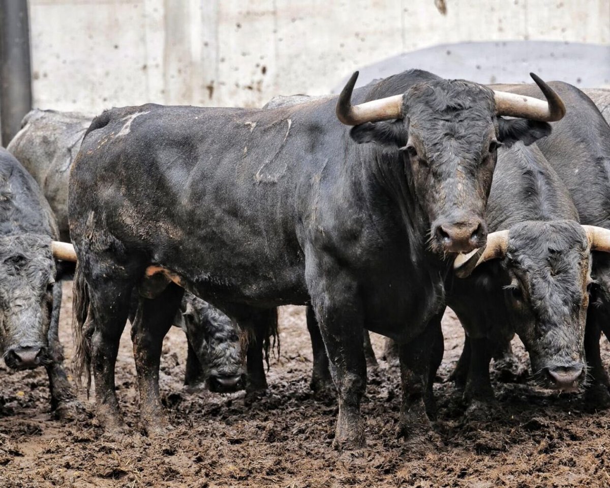 Orden de lidia y lote Victorino Martin para <a href="/RocaRey/">Andrés Roca Rey</a> esta tarde en Santander. Cuatreños
#93, “Hebreo”, 512 kg, cárdeno oscuro
#72, “Cobrador”, 592 kg, negro entrepelado
🕰️ 18:30h 🇪🇸 - 11:30 am 🇵🇪 - 10:30 am 🇲🇽
📅 V 25-07-25
🗡️ <a href="/MJElCid/">Manuel Jesús  Cid</a> 
🗡️ <a href="/RocaRey/">Andrés Roca Rey</a>
🗡️ #Jarocho
🐂 <a href="/victorinotoros/">Victorino Martin</a>