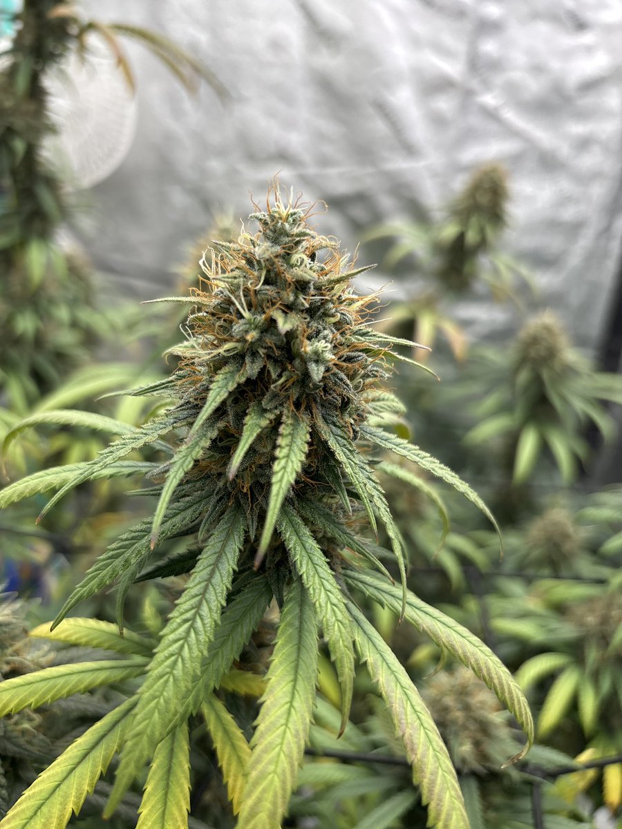 HotPinkHyena's tweet image. 1st &amp;amp; goal, Green Hay Packrs…

#cannabiscommunity #GrowYourOwn #highthoughts #flowerphotography #WeedHumor #CannabisThoughts
