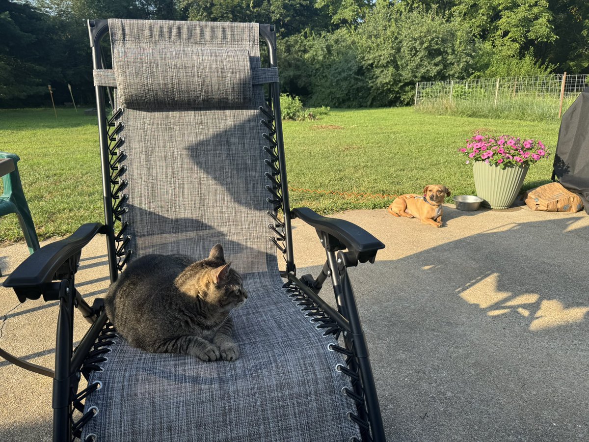 LittleJoeBourg1's tweet image. Max and Missy are enjoying a cool summer morning!
