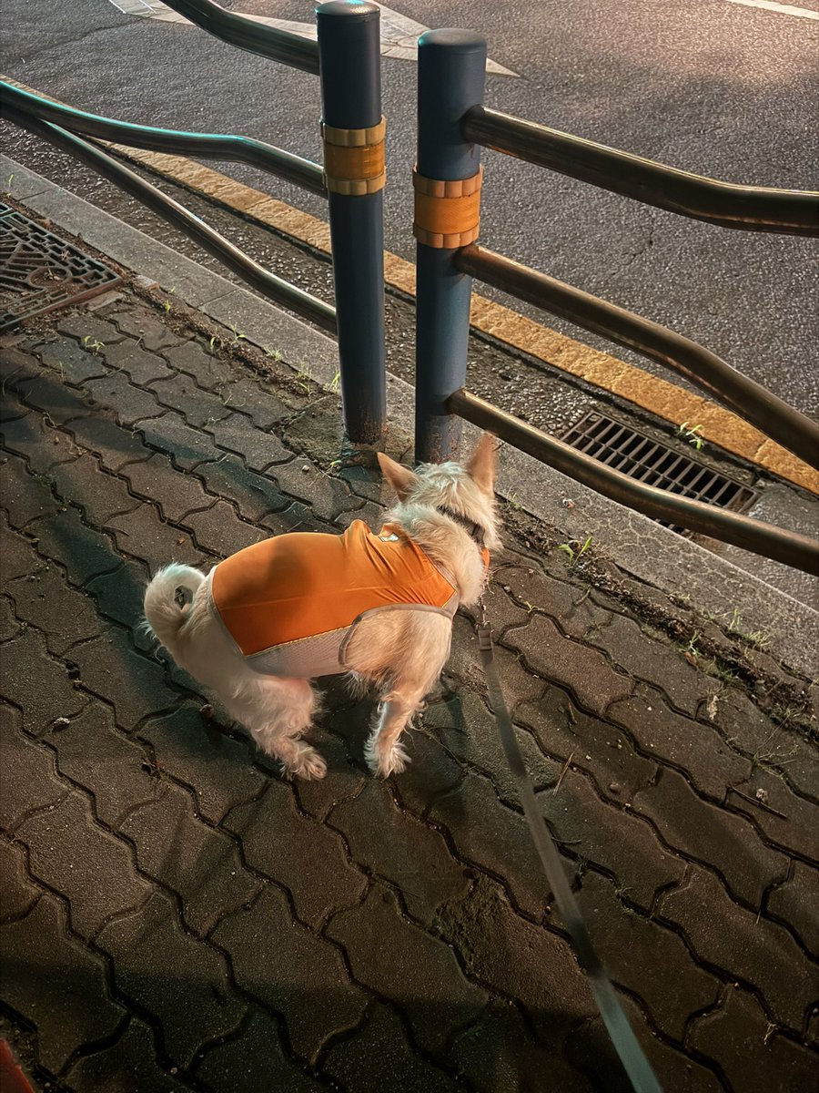 lokikku's tweet image. 