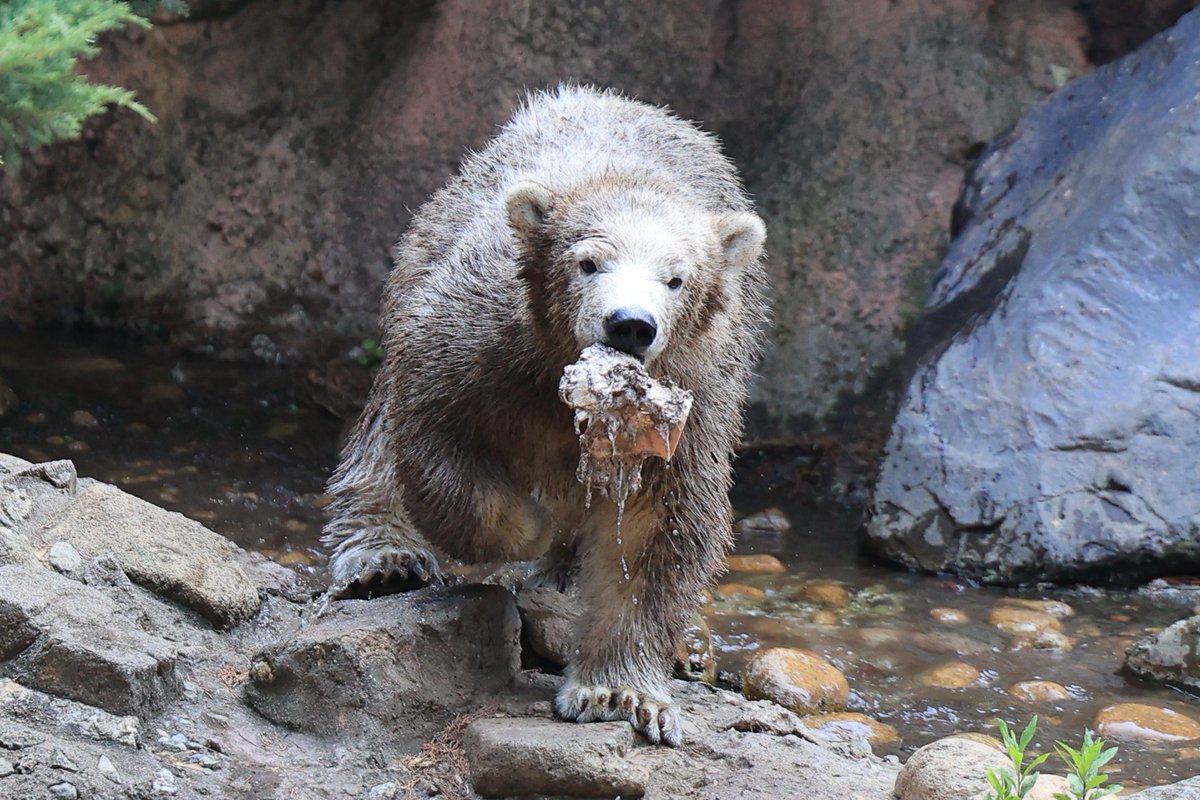 aoi_zoo_zoo's tweet image. 黒いクマが来た😆
20250724 thu
#ズーラシア #zoorasia #よこはま動物園
#ホッキョクグマ #ライ #polarbear
6773