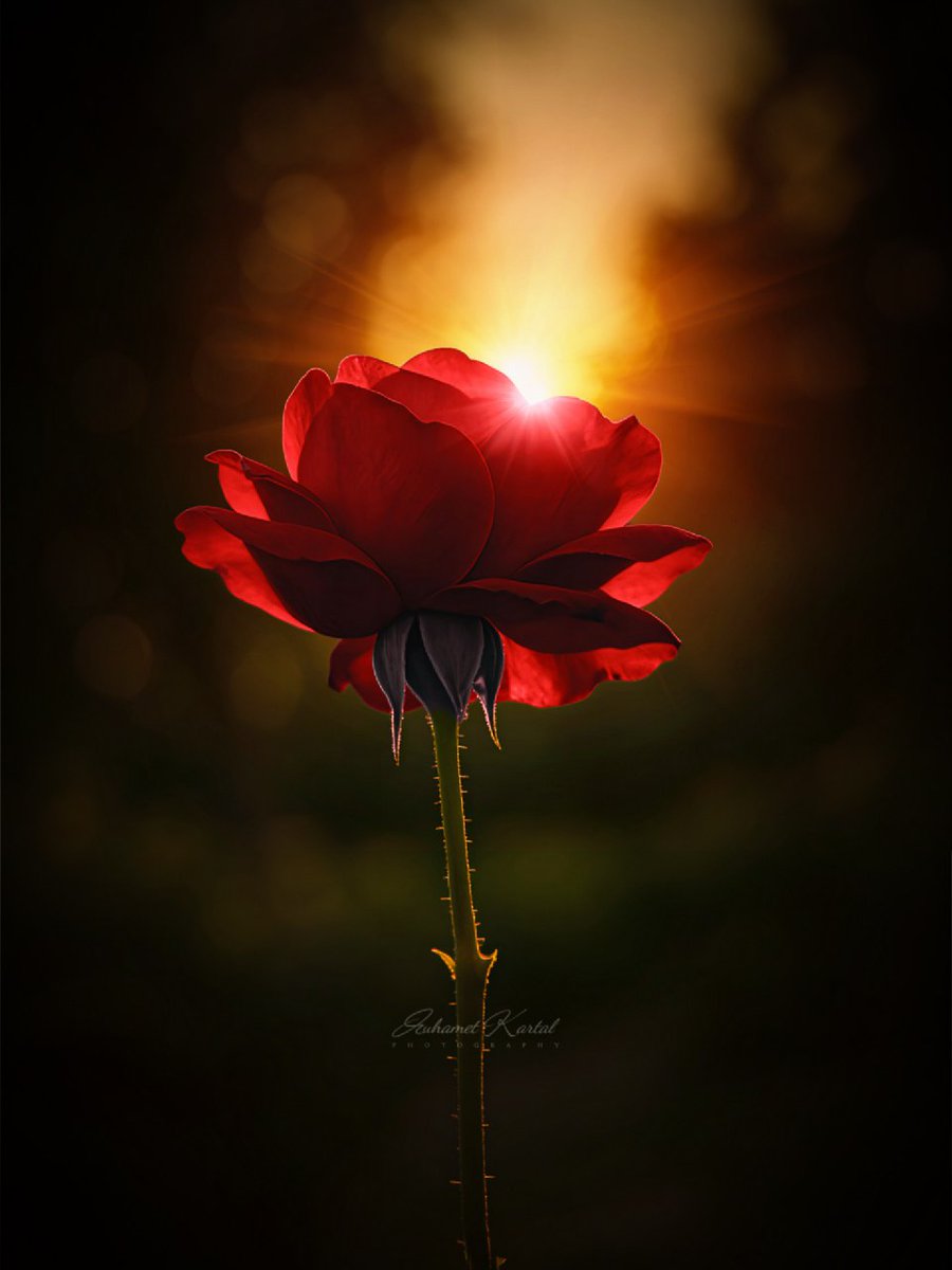 niilo_far's tweet image. برای موفق شدن به تواناییهای خود ایمان داشته باشید و خودتان را دوست داشته باشید.