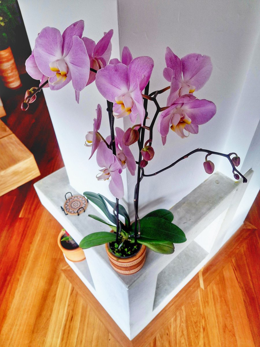 luis_from_mtl's tweet image. La princesa de casa. 🌸🌸
Bonjour !