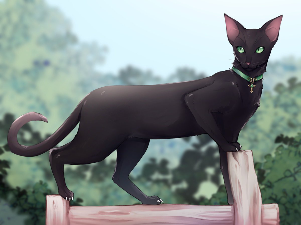 Milo the Black Cat 🐈 tweet media
