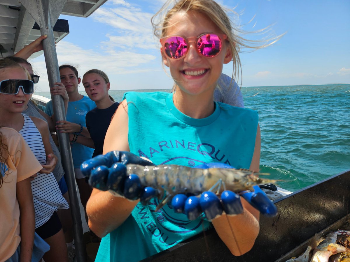 While out collecting samples w/ a MarineQuest summer class, Capt'n Jay Styron on 'R/V Cape Fear' noted an invasive Black Tiger Shrimp. Styron submitted a collection record of the Tiger Shrimp to the <a href="/USGS/">USGS</a>. Have you seen one? Learn more &amp; report:
oceanservice.noaa.gov/facts/tigershr…