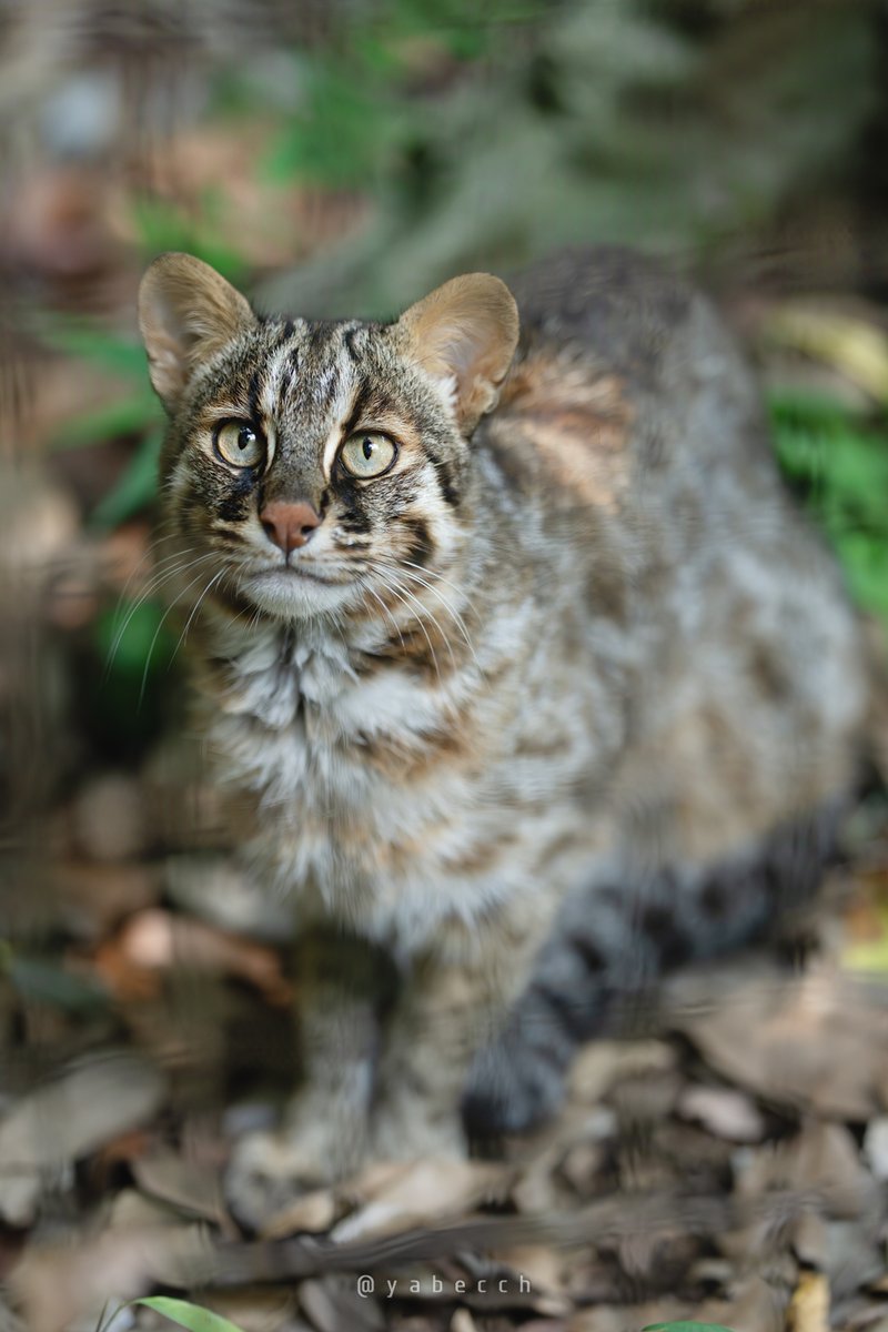 yabecch's tweet image. おにくもらいにきました。
(2025.07.24)
ZOORASIA
こう