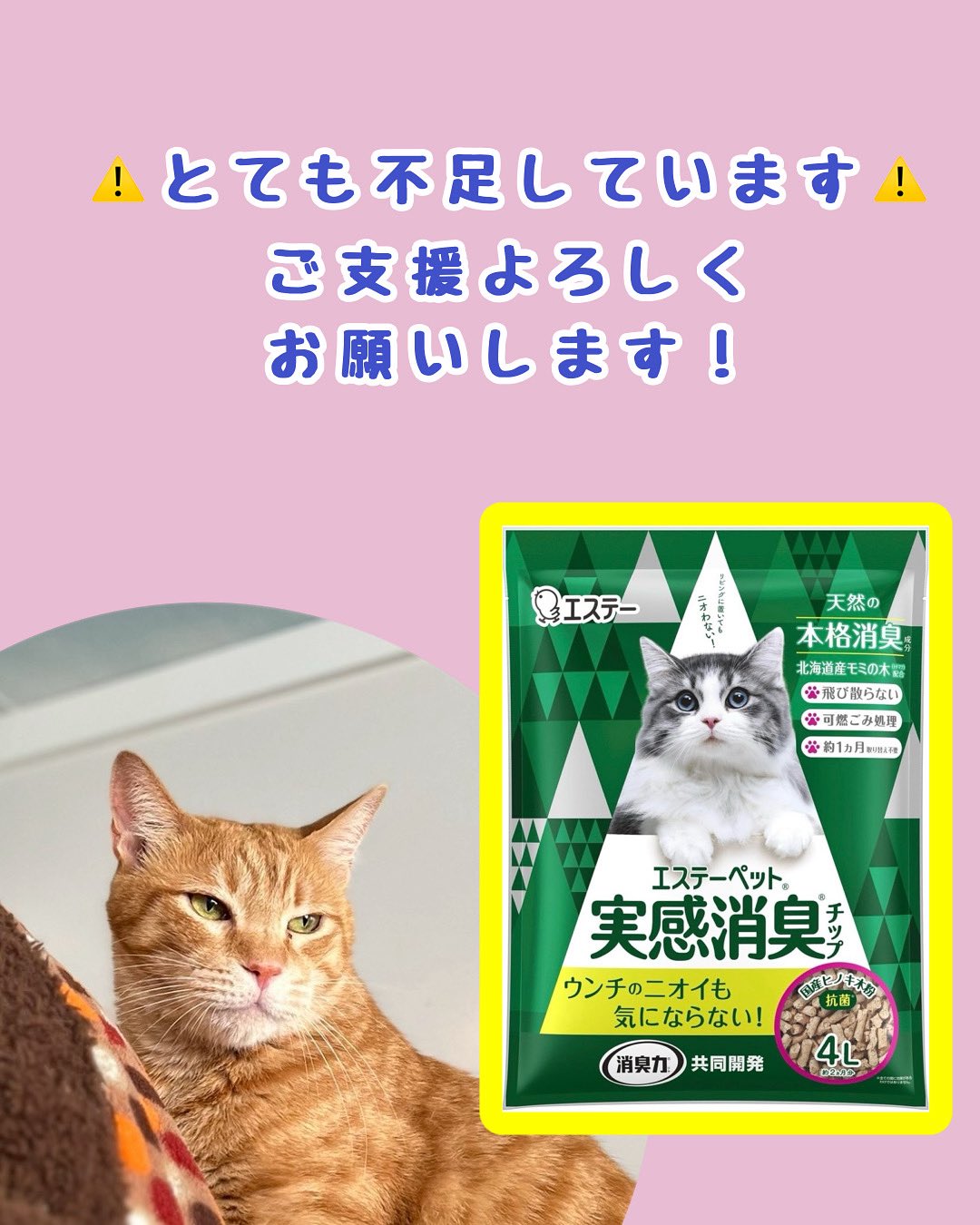 保護猫カフェさくら on X: 
