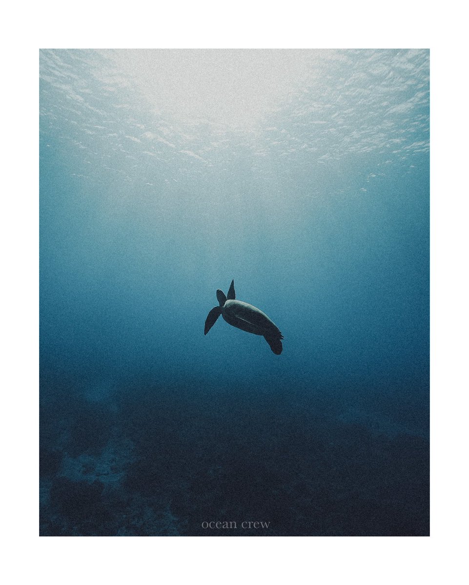 ocean__crew's tweet image. 見上げた先の光

#海の中