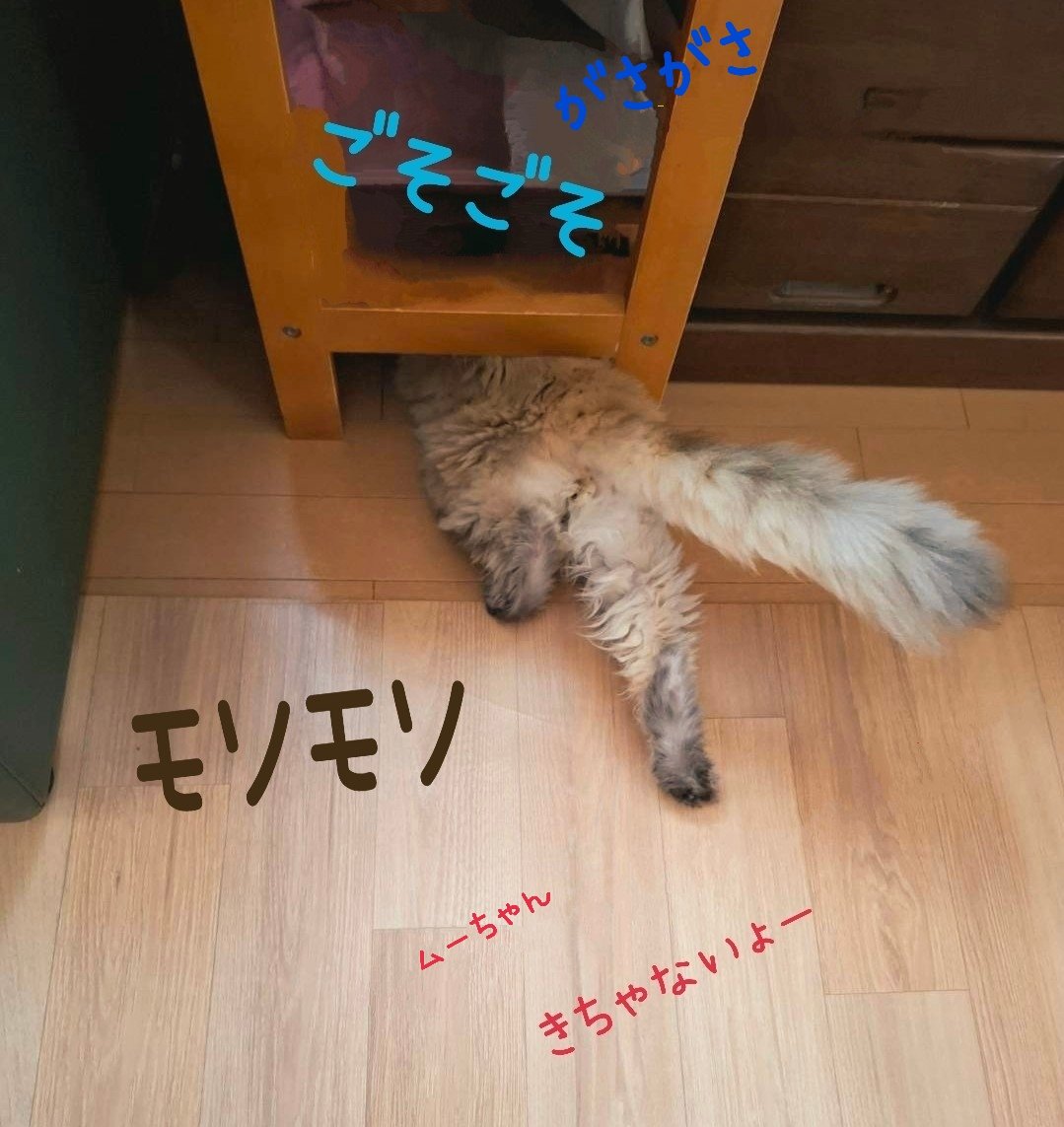 FrancesKingdom's tweet image. 潜り込んだりしないムーちゃんが
頭突っ込んで何かしてる
引っ張り出して
覗きこんだら細くて長い脚が
ムニョムニョ動いてる😱
ムーちゃんを、さっと隣の部屋に
閉じ込め
🕷️スプレー噴射‼️
高速であっというまに走り去って
また逃げられた
でも
その後テレビ台の裏で
見つかりました
ごめんね