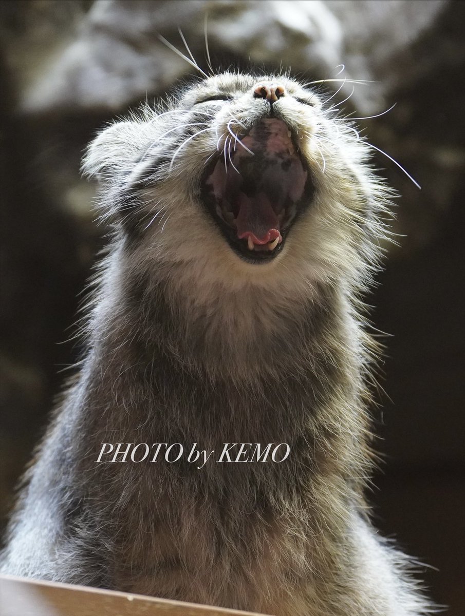KEMOKEMO56's tweet image. プリちゃん🌸

#マヌルネコ　#上野動物園　#プリームラ