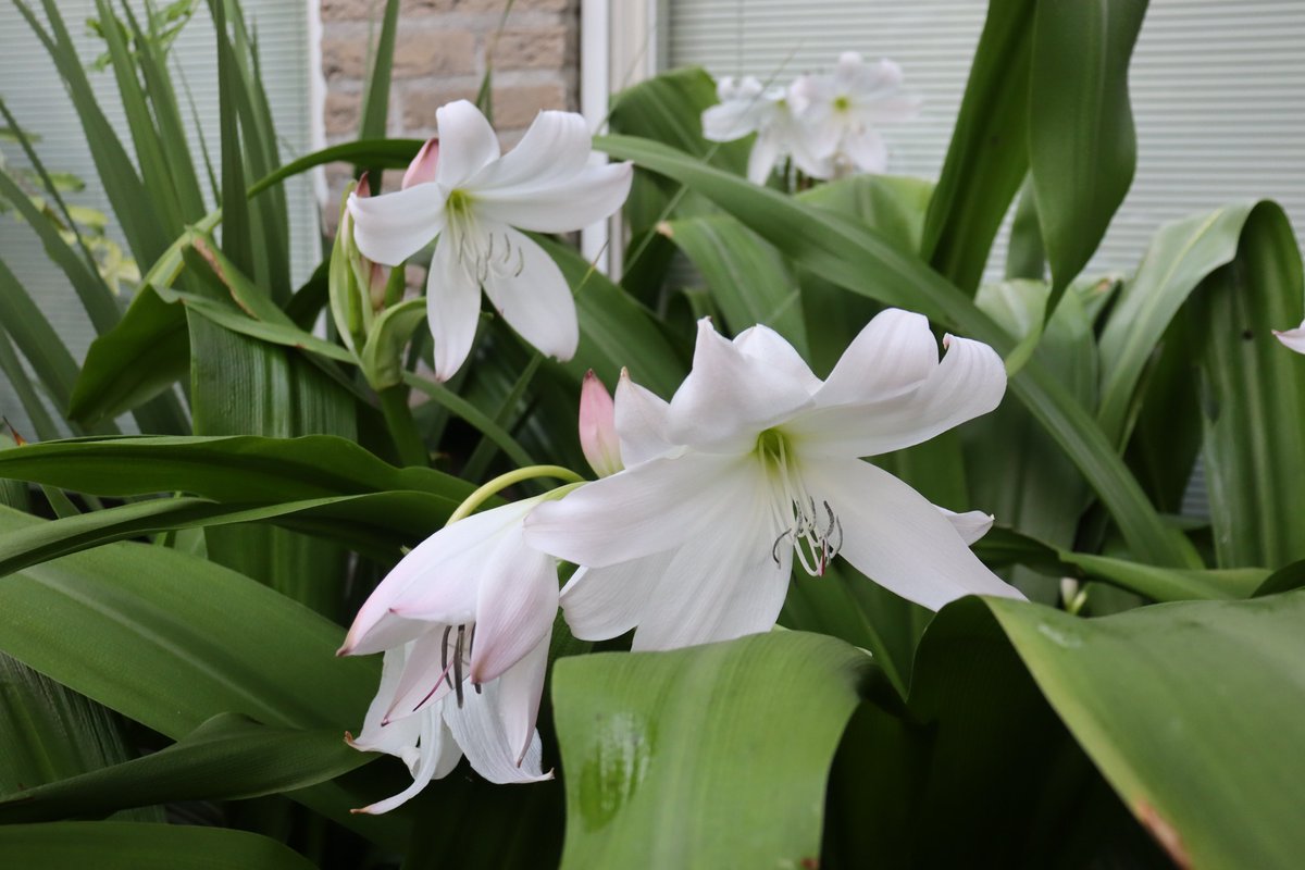TimmermansPeter's tweet image. Lily of the Orinoco or Natal lily, Crinum moorei