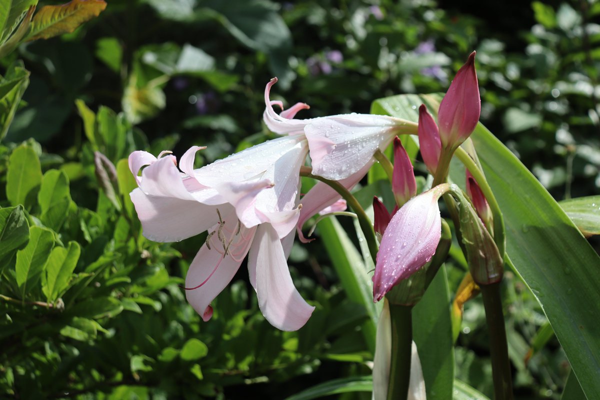 TimmermansPeter's tweet image. Lily of the Orinoco or Natal lily, Crinum moorei