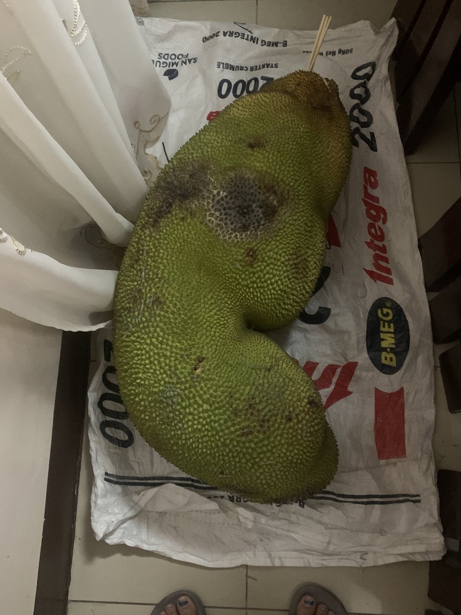 haxonxuu's tweet image. MY MOM BOUGHT A BIG ASS JACKFRUIT