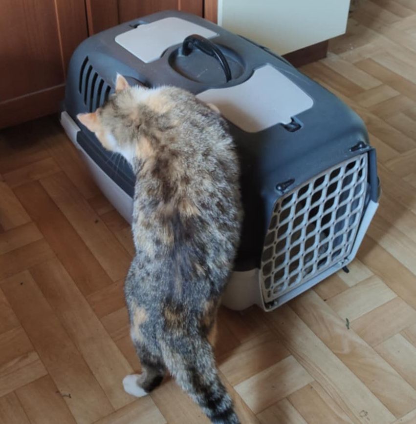 Pustelnik5's tweet image. Jestem padnięta, miałam strasznie ciężką noc, w nocy dzisiaj dałam 3 koncerty o bisach nie wspomnę, ojciec kiedy rano wstał gdzieś o 3, powiedział, że jak odzyska siły po tej nocy, to mnie zabiera do kosmetyczki, a wy nie wiecie co to jest sterylka bo Luna mówi, że to nic dobrego