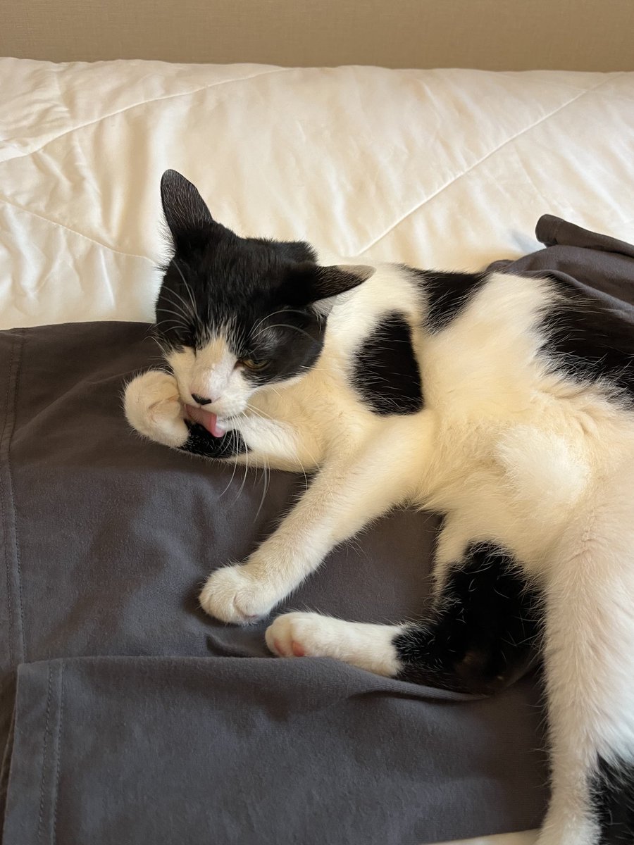 あやねこ C105 アヤネコ あやねこ 2024 winter ギガへルツ 本 - メルカリ