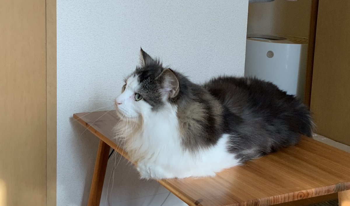 今日も猫の奴隷🐈